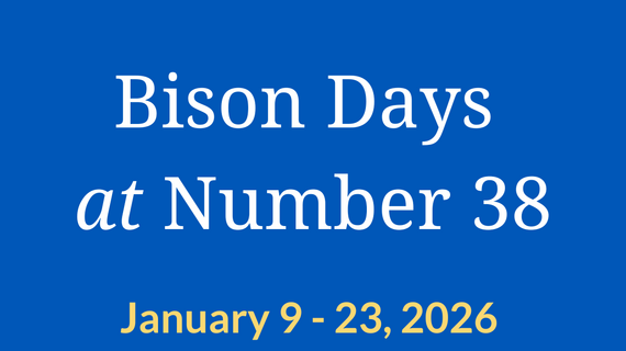 Bison days at Number 38