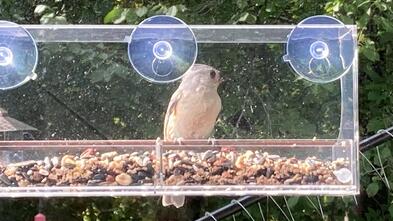 Bird in Window