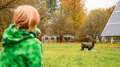 Sebastian meets the llamas