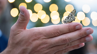 Butterfly perched atop a person's hand