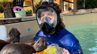 A girl swimming with otters