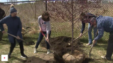 Allison plants trees on the Newburyport rail trail.