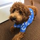 Duchess in PJs