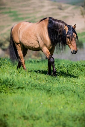 Spirit the Horse