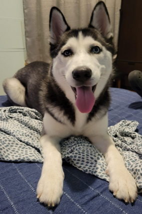 Shiloh on bed