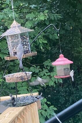 Birds in backyard