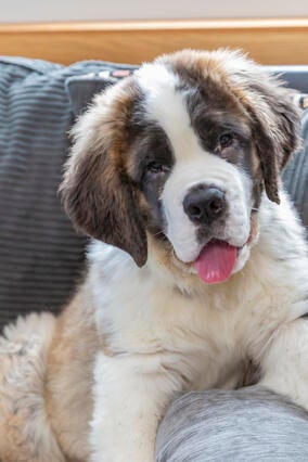 Wish kid Kaelee's Dog