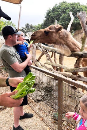 Andrew feeds the camels.
