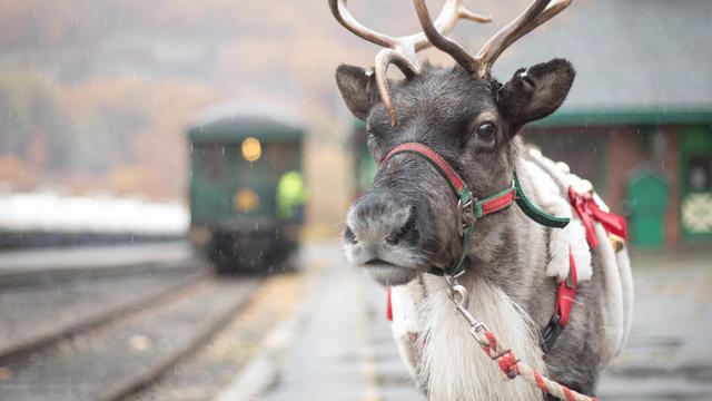 A reindeer stands in the foreground; a train approaches in the distance