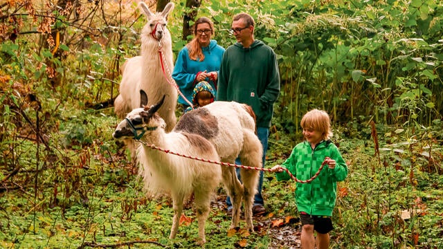 Sebastian walking a llama