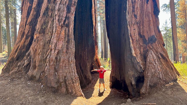 Jonah's wish to see sequoia trees in California