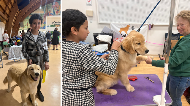 Anika has begun showing Rudder in AKC Juniors competitions.